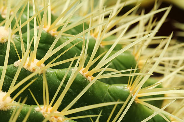 кактус - cactus spine стоковые фото и изображения