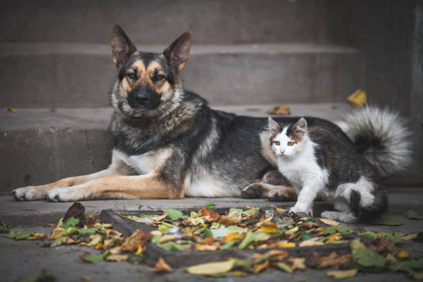 istock Friendship dog and cat 1443261116