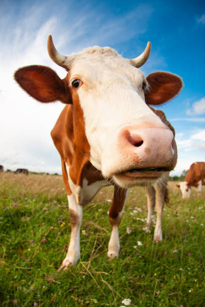 istock a funny cow with a big head 1443261126