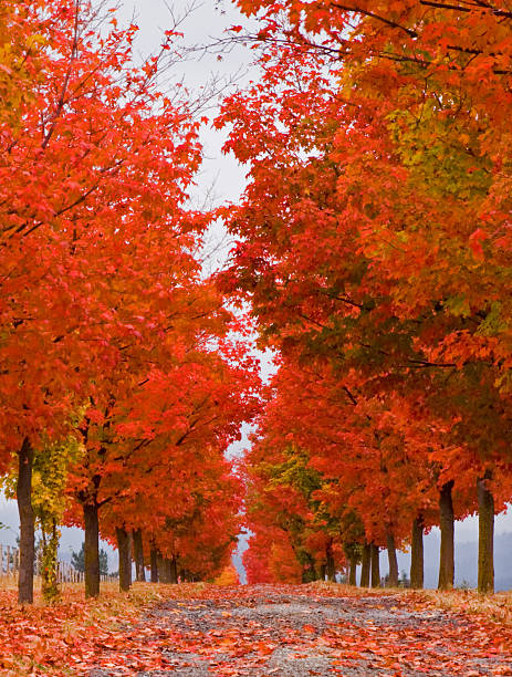 Vertical Fall Trees on Greenbluff in Washington State stock photo