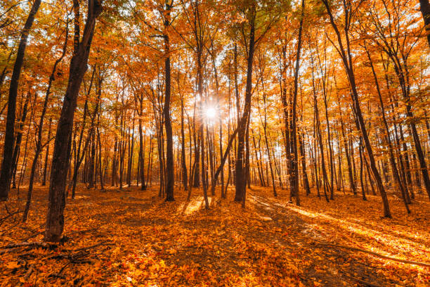 istock Bright Autumn Forest During Beautiful Sunset Evening. Sun Sunlight Through Woods And Trees In Autumn Forest Landscape. Rich And Saturation Colors. Sunbeams In Autumn Forest 1443262058