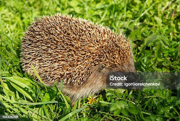 Foto de Ouriçocacheiro e mais fotos de stock de Animal - Animal, Animal de estimação, Bufar