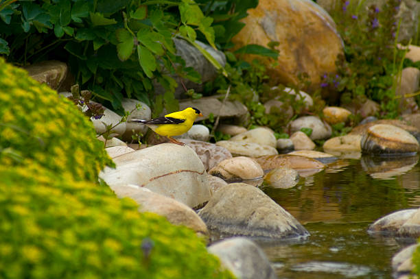 Wild Canary near a pond. stock photo