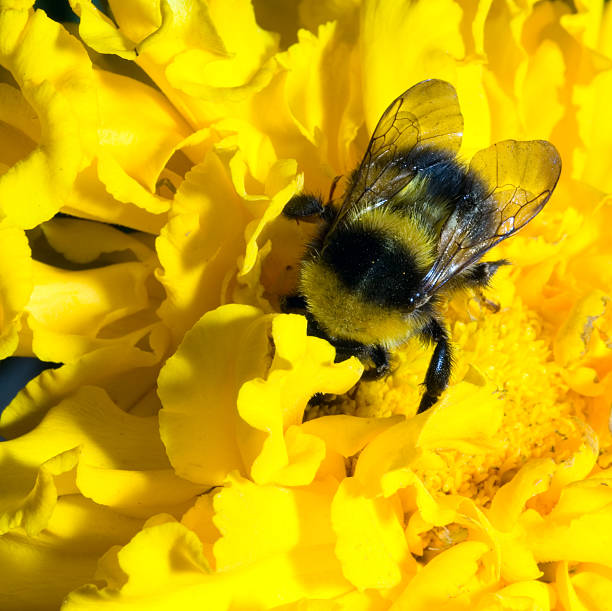 istock bumblebee in a yellow flower 144326388