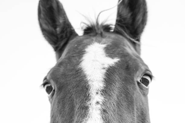istock Horses eyes and ears 1443265717