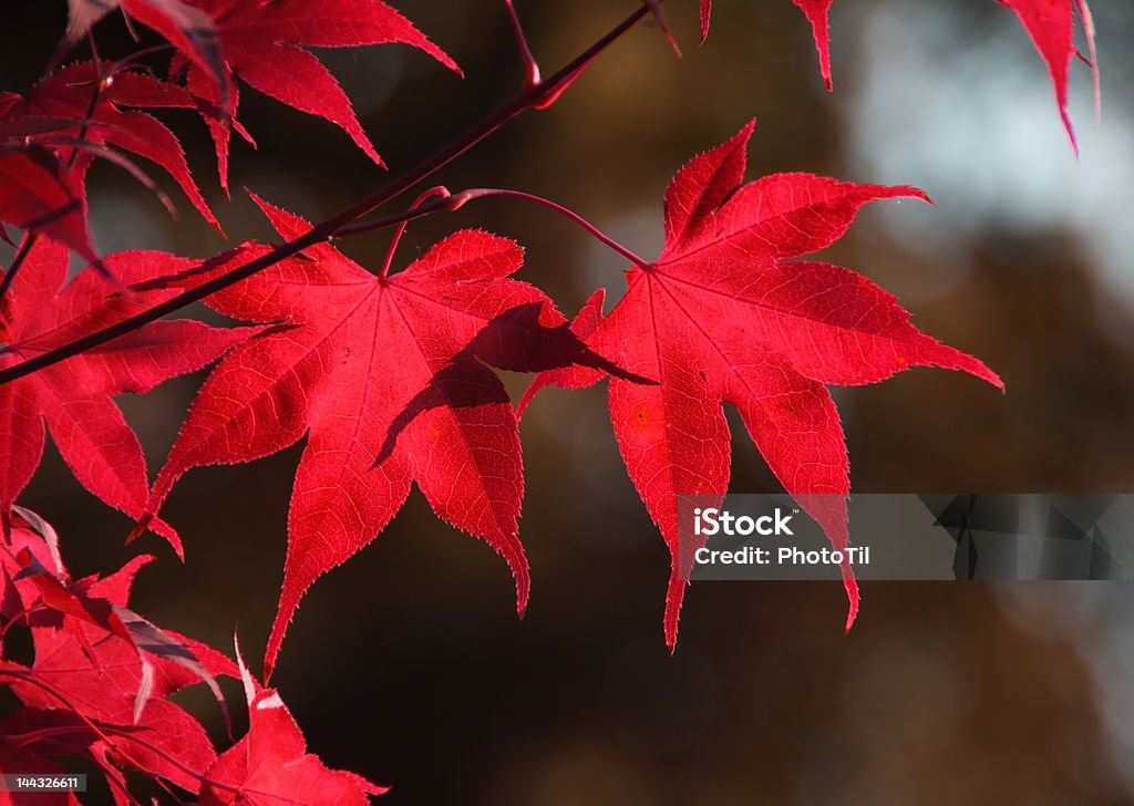 イロハモミジの葉 - お祝いのロイヤリティフリーストックフォト
