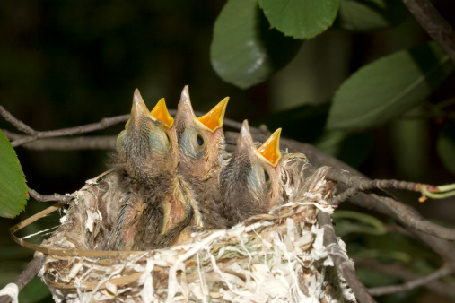 these hatched right outside my window. I have watched them from building the nest to leaving the nest.                  
