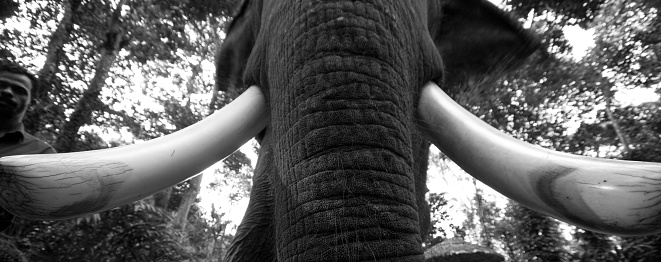 Close up portrait image of an African Elephant with large tusks
