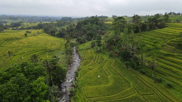 the bali terrace rice fields - sidemen stok fotoğraflar ve resimler