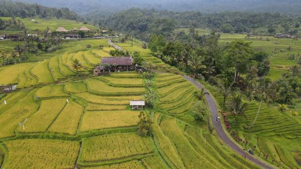 the bali terrace rice fields - sidemen stok fotoğraflar ve resimler