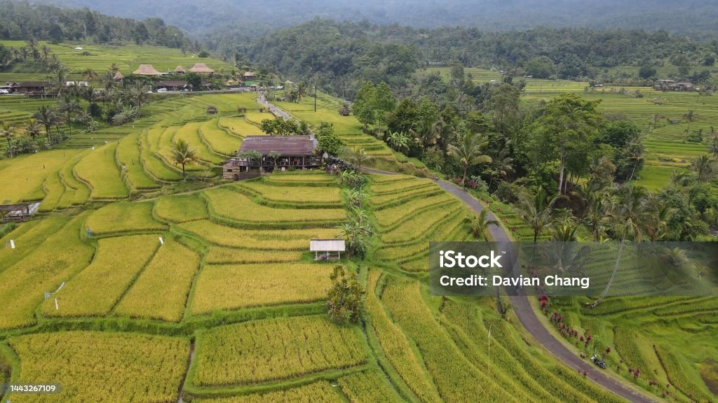 The Bali Terrace Rice Fields - 免版稅Jatiluwih圖庫照片