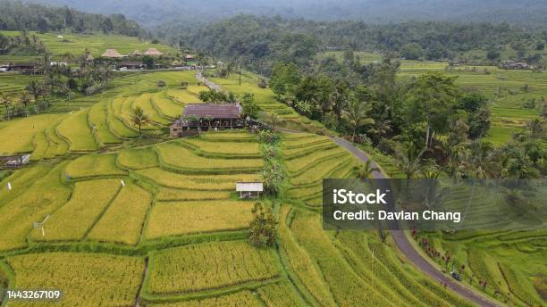 The Bali Terrace Rice Fields 照片檔及更多 Jatiluwih 照片 - Jatiluwih, Rice Terrace, 亞洲