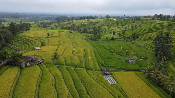 the bali terrace rice fields - sidemen 個照片及圖片檔