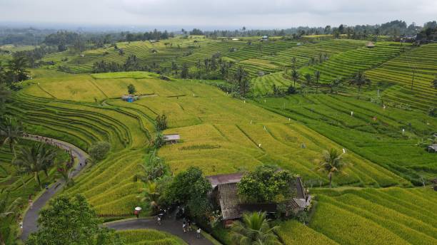 the bali terrace rice fields - sidemen 個照片及圖片檔
