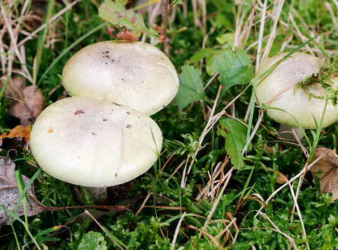 Amanita phalloides (Fr.) Link in Willd. Death Cap, Amanite phalloide, Oronge ciquë vert, Grüner Knollenblätterpilz, Tignosa verdognola, Groene knolamaniet, Gyilkos galóca. Cap 6-15cm across, convex then flattened; variable in color but usually greenish or yellowish with an olivaceous disc and paler margin; also, paler and almost white caps do occur occasionally; smooth, slightly sticky when wet, with faint, radiating fibers often giving it a streaked appearance; occasionally white patches of volval remnants can be seen on cap. Gills free, close, broad; white. Stem 60-140 x 10-20mm, solid, sometimes becoming hollow, tapering slightly toward the top; white, sometimes flushed with cap color; smooth to slightly scaly; the ball-shaped basal bulb is encased in a large, white, lobed, saclike volva. Veil partial veil leaves skirt-like ring hanging near the top of the stem. Flesh firm, thicker on disc; white to pale yellowish green beneath cap cuticle. Odor sickly sweet becoming disagreeable. Spores broadly ellipsoid to subglobose, amyloid, 8-10.5 x 7-9µ. Deposit white. Habitat singly or in small groups on the ground in mixed coniferous and deciduous woods. Quite common in Europe. This is the most deadly fungus known, and despite years of detailed research into the toxins it contains, no antidote exists against their effects on the human body. Poisoning by Amanita phalloides is characterized by a delay of between six and twenty-four hours from the time of ingestion to the onset of symptoms, during which time the cells of the liver and kidneys are attacked (source R. Phillips). \n\nThis deadly poisonous Species is quite common in the Dutch Woods.