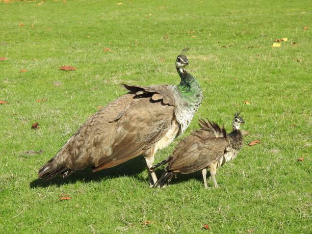 istock Side view of Peahen standing on grass behind a juvenile Peachick 1443267476