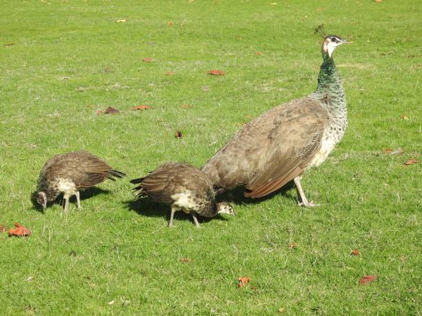 istock Side view of Peahen walking in front of two feeding Peachicks 1443267511