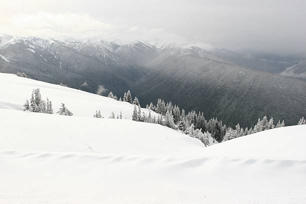 nevadascomment hurrican ridge, parque nacional de olympic - hurrican imagens e fotografias de stock