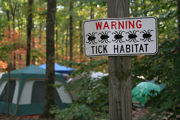 Tick Habitat - Hazards of Camping a sign warns about tick habitat at a campground, with camping tents in the background in the midst of sunlit, colorful forest. deer tick arachnid photos stock pictures, royalty-free photos & images