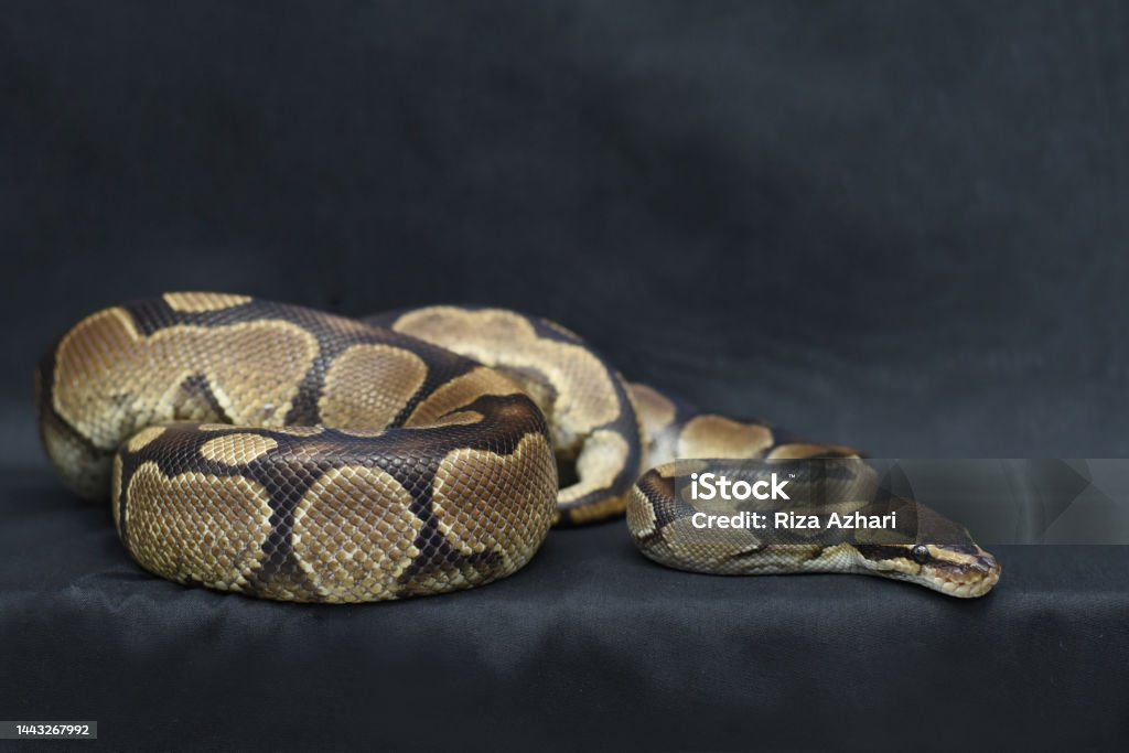 Brown Python Pet Pet Python On A Black Background Stock Photo - Download Image Now ...