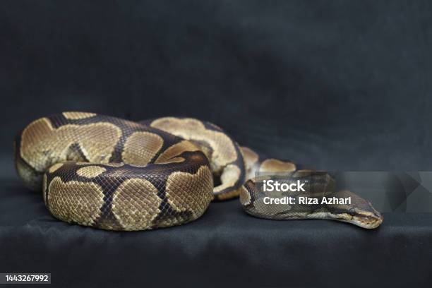 Black Python Pet Pet Python On A Black Background Stock Photo - Download Image Now ...