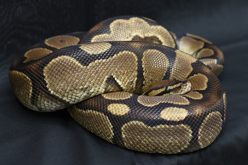 The Mochino Reticulated Python is a stunning snake with a unique genetic mutation that results in its distinctive coloration.