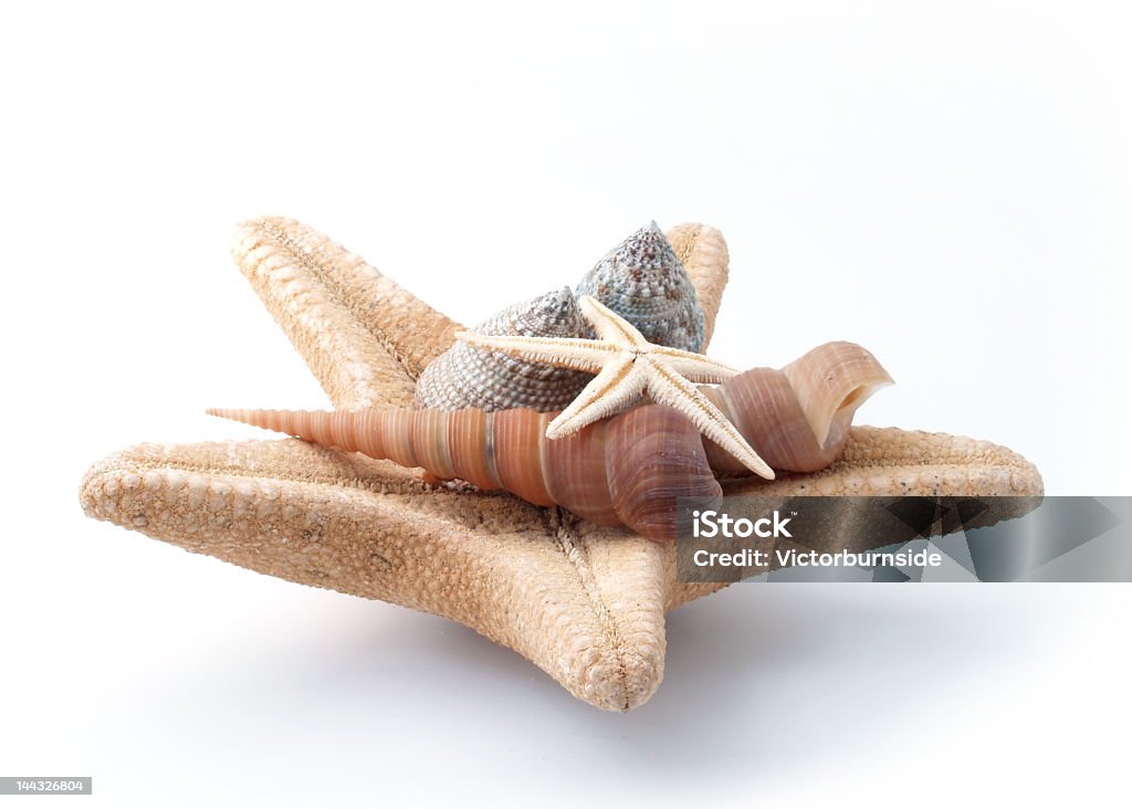 Starshells - Foto stock royalty-free di Affilato