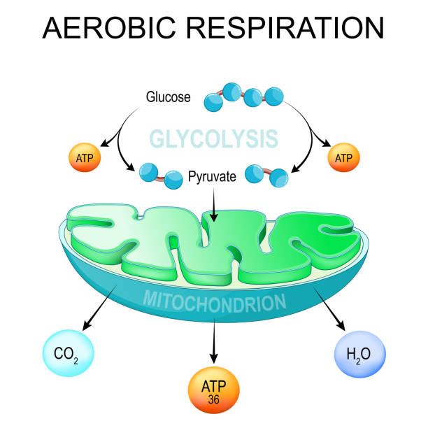 aerobic respiration. Glycolysis and ATP Synthesis in mitochondria. aerobic respiration. Glycolysis and ATP Synthesis in mitochondria. converting glucose into pyruvate in cells. metabolic pathway. Vector poster aerobics stock illustrations