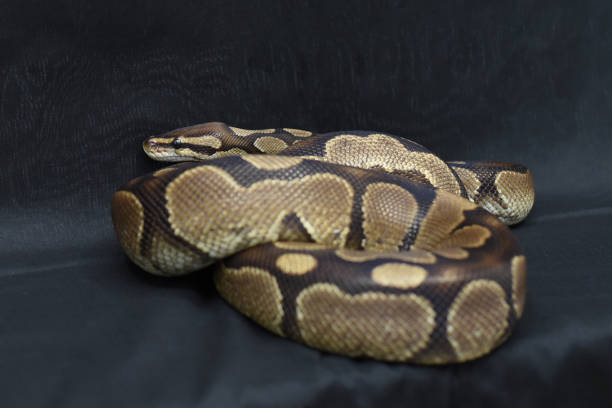Coiled Ball Python Reference Photo 380+ Ball Python Coiled Up Stock Photos, Pictures & Royalty-Free Images ...