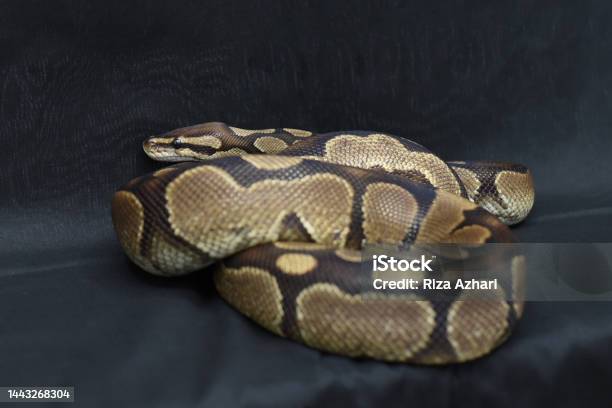 Brown Python Pet Pet Python On A Black Background Stock Photo - Download Image Now ...