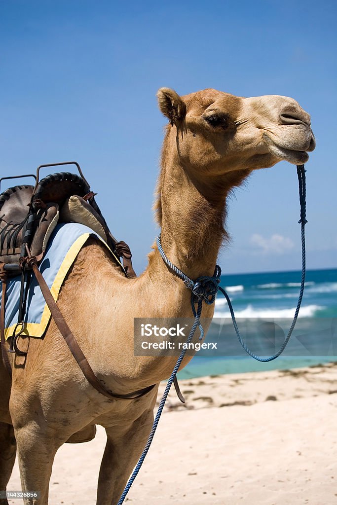 Camello con una abrazadera en la playa con cielo azul - Foto de stock de Aire libre libre de derechos