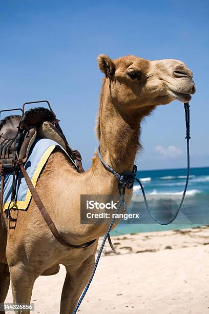 キャメルサドルでビーチブルースカイ - ラクダのストックフォトや画像を多数ご用意 - ラクダ, 写真, 動物