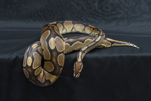 Photo of royal python on black background