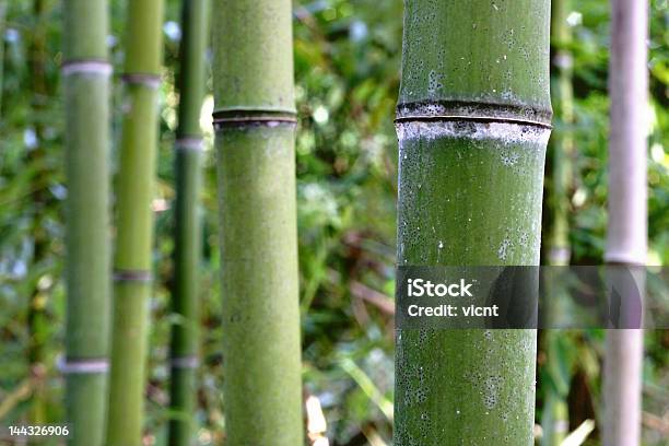 The Бамбуковый Лес — стоковые фотографии и другие картинки Feng - Feng, Аборигенная культура, Азия