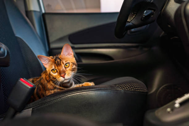 istock Young bengal cat in the car 1443269265
