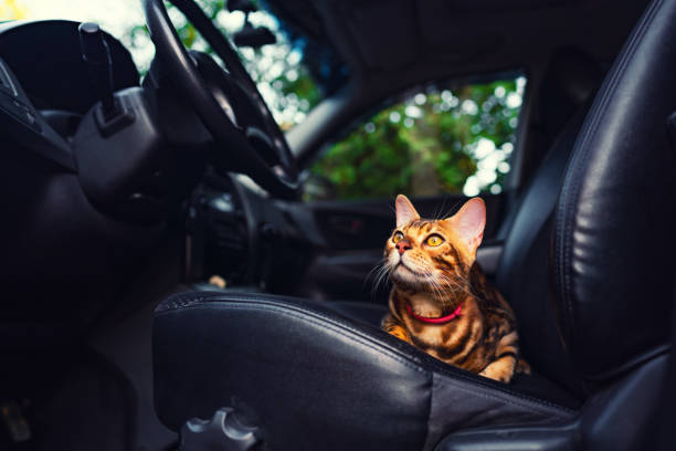 istock Young bengal cat in the car 1443269308