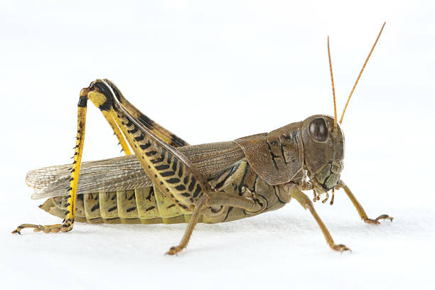 боковой профиль кузнечик - grasshopper стоковые фото и изображения