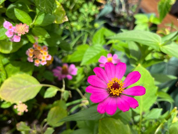 istock Common Zinnia flower 1443269641