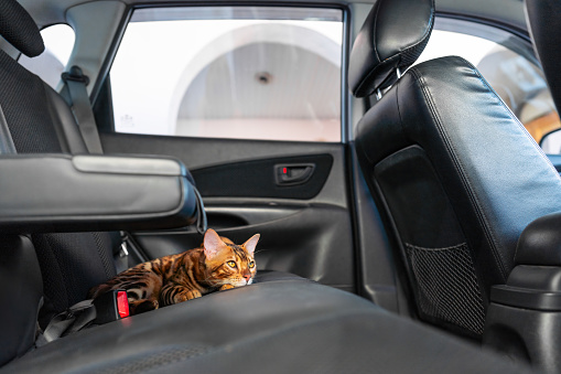 Young bengal cat in the car
