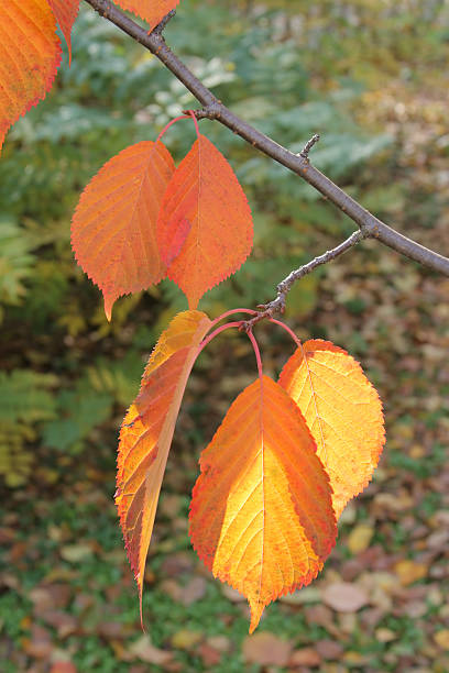 istock Yellow-orange autumn leaves 144327090