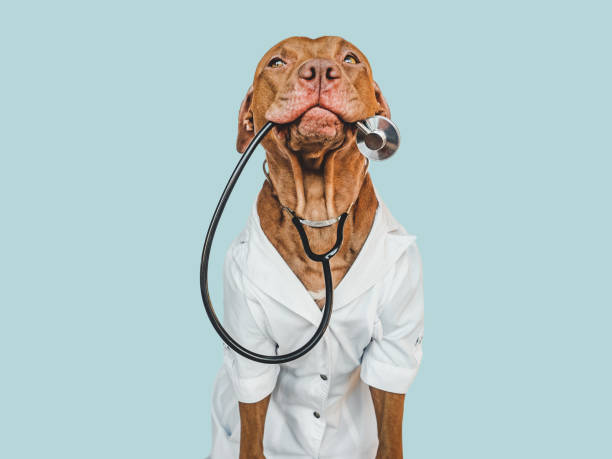 istock Lovable, pretty puppy, wearing a doctor's coat 1443271559