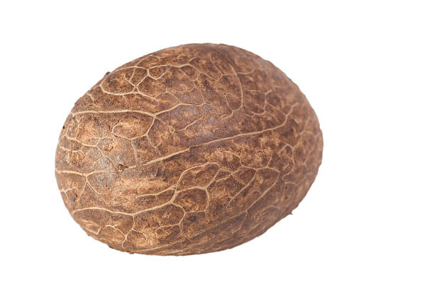 Tagua Nut stock photo