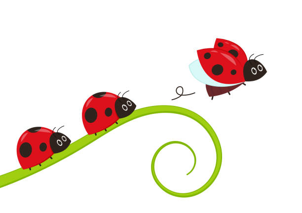 illustrazioni stock, clip art, cartoni animati e icone di tendenza di coccinella sulla foglia. sfondo. spazio libero per il testo. sfondo. simbolo. coccinella su sfondo bianco. - ladybug