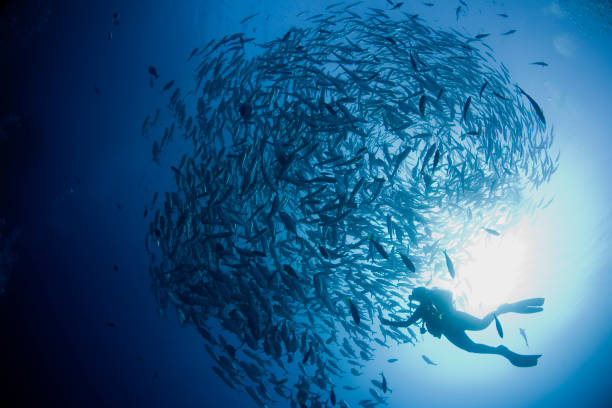 istock fish swarm & the diver 144327279