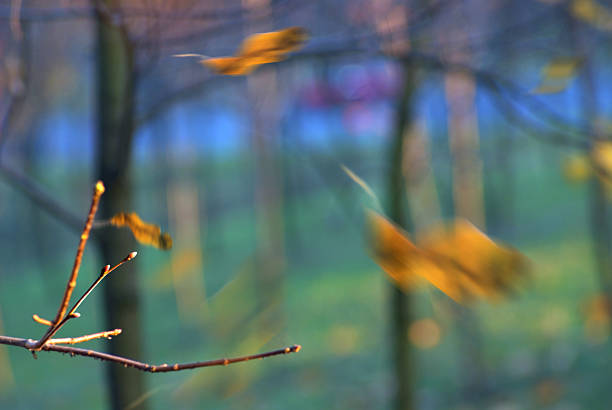 Nature  illuminated stock photo