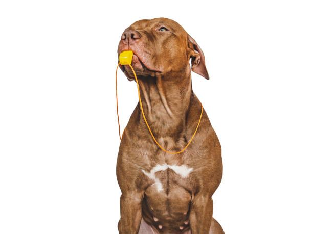 istock Charming puppy and soccer ball. Studio photo 1443273636