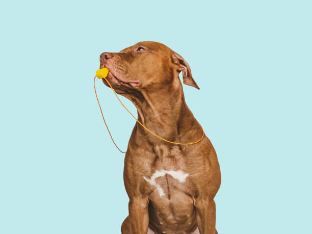 istock Charming puppy and soccer ball. Studio photo 1443273741