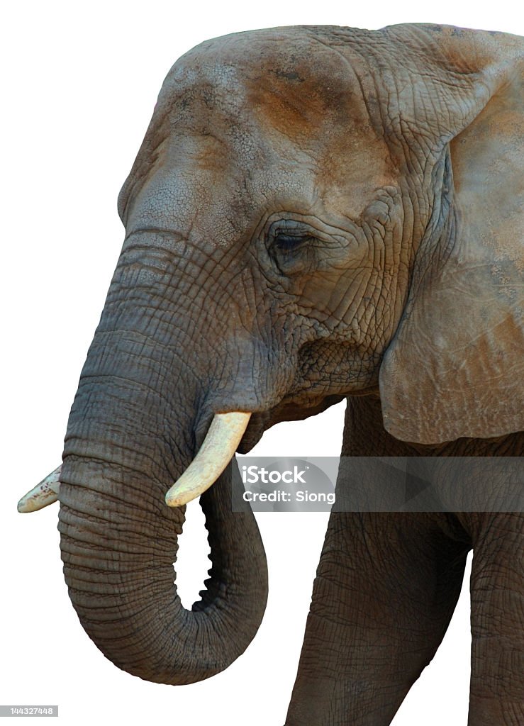 Elephant Head with Isolated White Background Close-up on elephant head with isolated white background. Animal Stock Photo