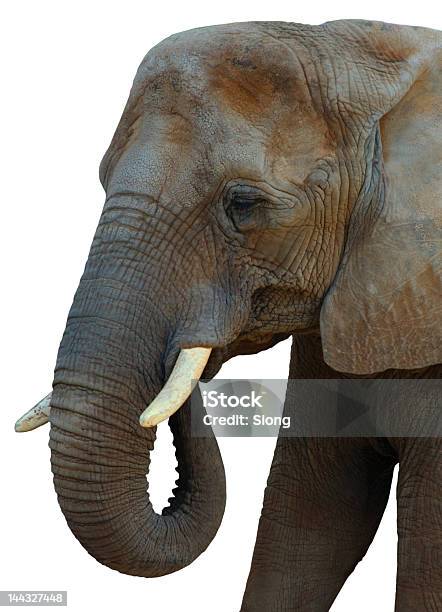 Elephant Head With Isolated White Background Stock Photo - Download Image Now - Animal, Animal Nose, Animal Trunk