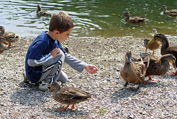 istock Little boy feeding the ducks 144327499